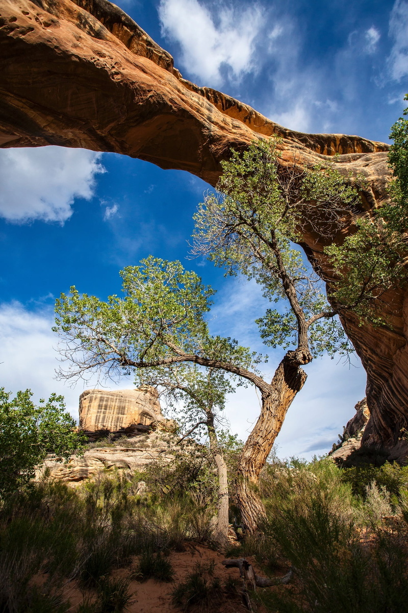 rural scene, rock, non-urban scene, day, no people, arch, cloud - sky, tree, outdoors, formation, park, tranquility, blue, geological, growth, low angle view