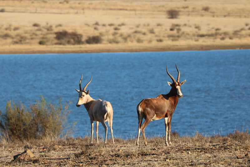 brown, africa, deer, day, mammal, white, outdoors, nature, animal wildlife, vertebrate, no people, antelope, full length, read sandstone, 5K, animals in the wild