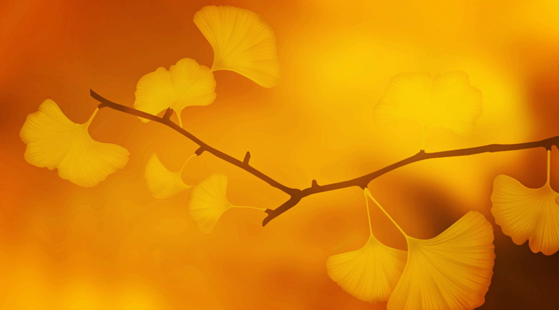 golden october, background, growth, softness, flowering plant, 2K, hell, texture, true leaves, japan, ginkgo leaves, freshness, branch, orange, plant