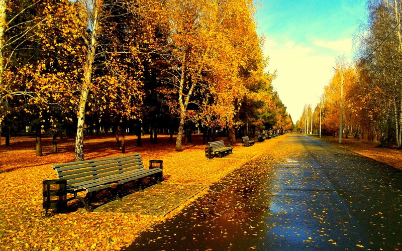 rain, golden autumn, nature and landscapes, bench, park, foliage, leaves, 1080P, evening