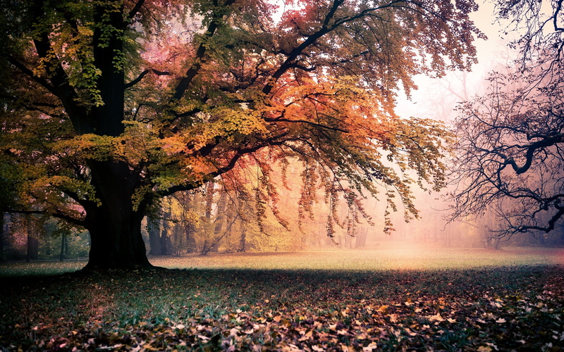 2K, Nature, Trees, Golden, Leaves, Dawn, Autumn, Fog