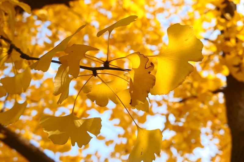 flower head, fragility, leaves, change, petal, flower, ginkgo tree, plant, close-up, inflorescence, golden, nature, outdoors, fall, vulnerability, 5K