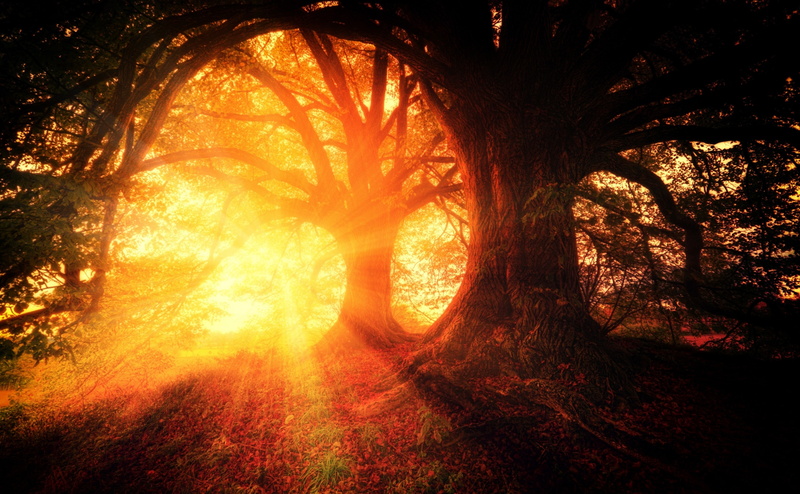 streaming, Landscape, sun, forest, Sunrays, rays, tree trunk, branch, woodland, tranquility, plant, 4K, CrepuscularRays, Orange, Sunshine, growth, Trees