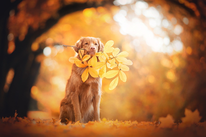 Foliage, 4K, 4K, Autumn leaves, Golden Retriever