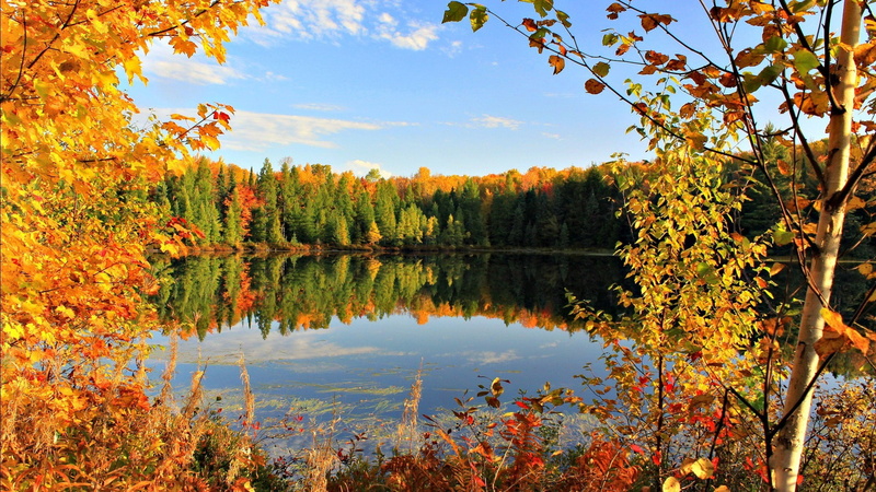Golden, 1080P, Pond, Sky, Fall, Clouds, Lake, Leaves, Trees, Autumn
