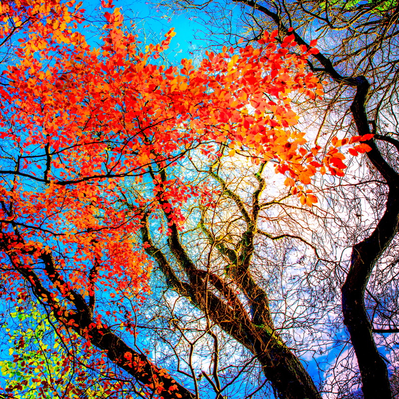 season, forest, scenics - nature, september, day, tree trunk, low angle view, growth, red, tree canopy, leaves, tranquility, full frame, colourful, colour