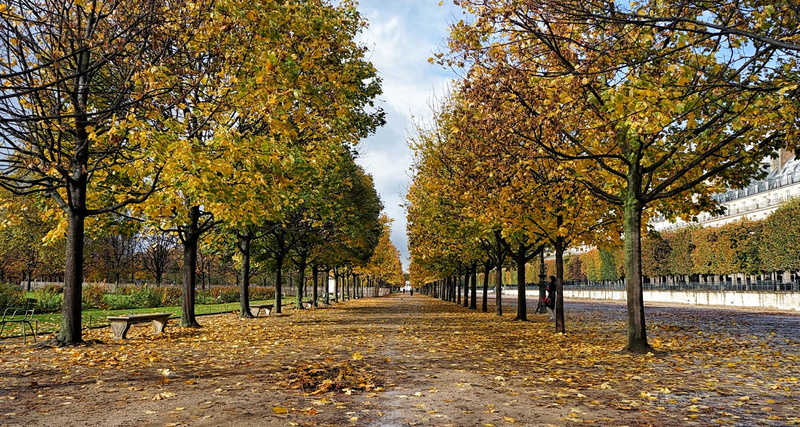 paris, plant part, color, tranquility, france, tuileries garden, 1080P, trees, direction, tree, no people, grey, fall, brown, plant, leafs, outdoors, vanishing point
