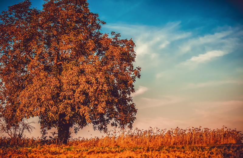 tree, sky, orange color, non-urban scene, autumn, leaves, no people, scenics - nature, branches, outdoors, emerge, lighting, field, tranquility, cloud - sky