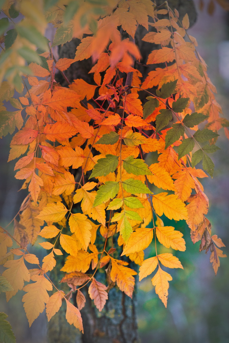 day, plant, no people, branch, maple leaf, close-up, autumn, fall leaves, autumn leaves, coloring, atmosphere, plant part, change, natural condition, october