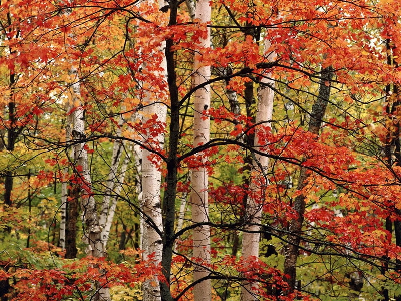 hd, colours, autumn, 480P, leaf, maple trees, trees, nature, beauty, maple, forest, autumn colours