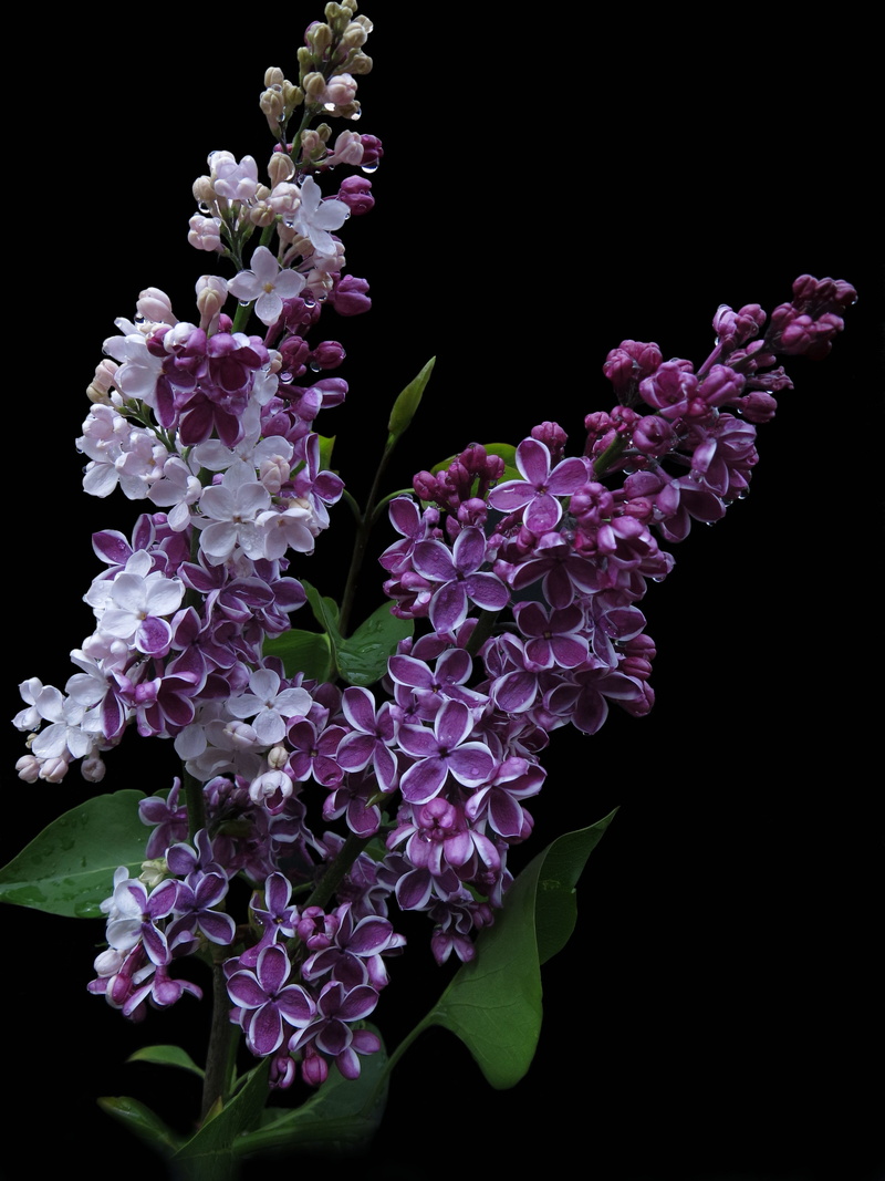 flower, leaf, lilac, vulnerability, flower head, close up, studio shot, 4K, plant, flower arrangement, beauty in nature, fragrance, petal, ornamental shrub