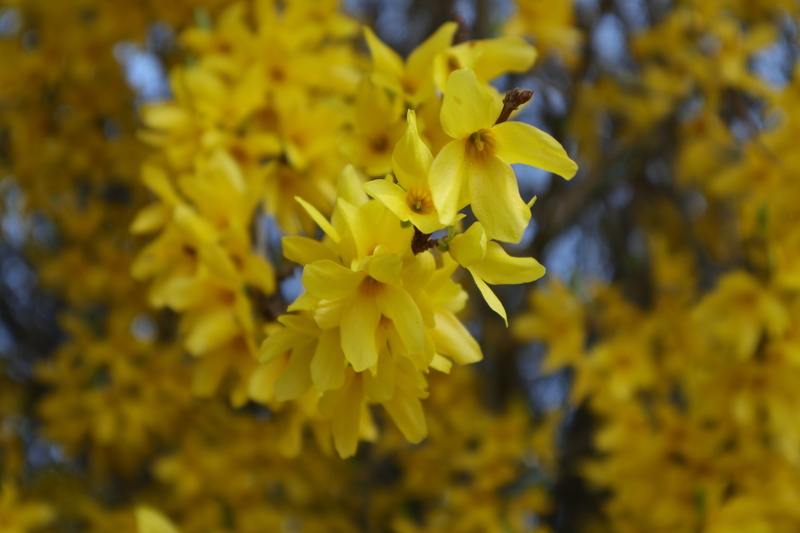 ornamental shrub, plant, pollination, close up, fragility, yellow flowers, bright, no people, branches, blossom, bush, golden yellow, pollen, forsythia