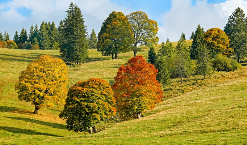 green color, nature, colorful, beauty in nature, leaf, color, field, tranquil scene, discoloration, grass, trees, gardening, emerge, green, change, outdoors