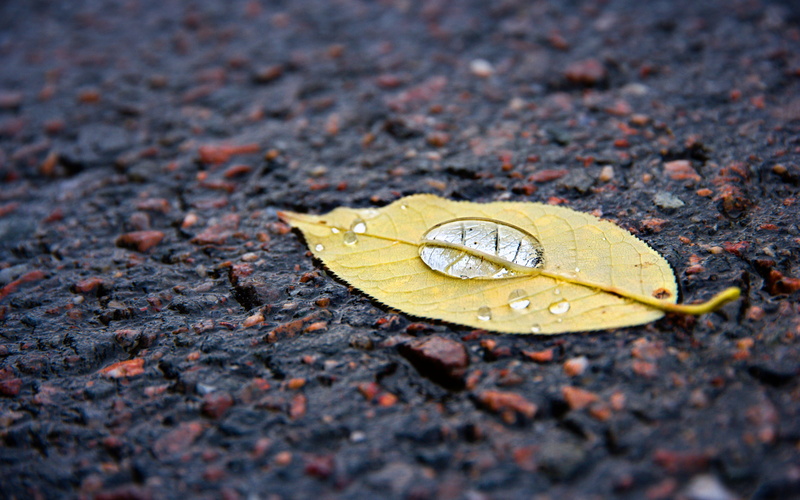 Surface Energy, leaf, photography, season, withered, close, close-up photography, environment, Negative, Utopic, 2560x1600, 2K, Unicorn, yellow, water