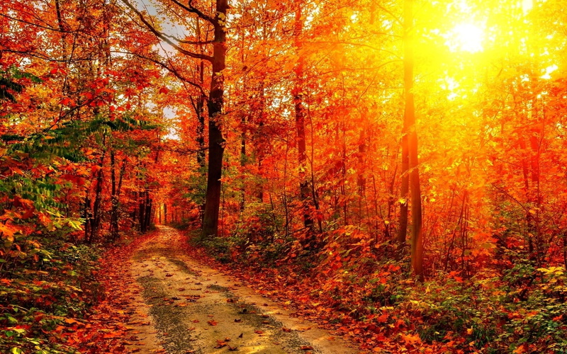 trees, autumn, path, forest, sunlight, 720P, hd, nature