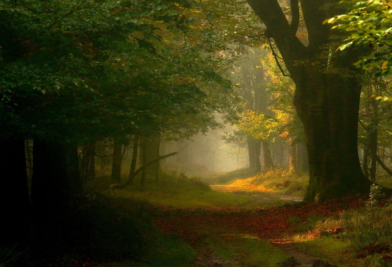Netherlands, growth, trees, trunk, non-urban scene, tranquility, change, dirt, woodland, photography, autumn, no people, sunlight, path, land, day, nature