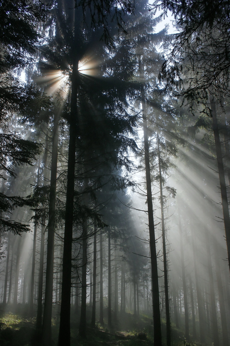 tranquil scene, seeping, trunk, rays, tree, 4K, fog, trees, woodland, low angle view, outdoors, forest, morning, tranquility, day, gegenlichtaufnahme