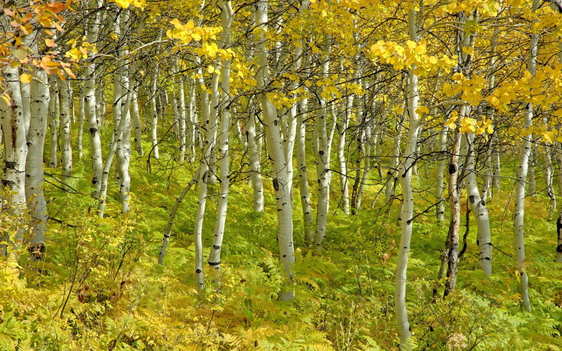 computer  desktop background hd nature images 1920x1200, 1080P