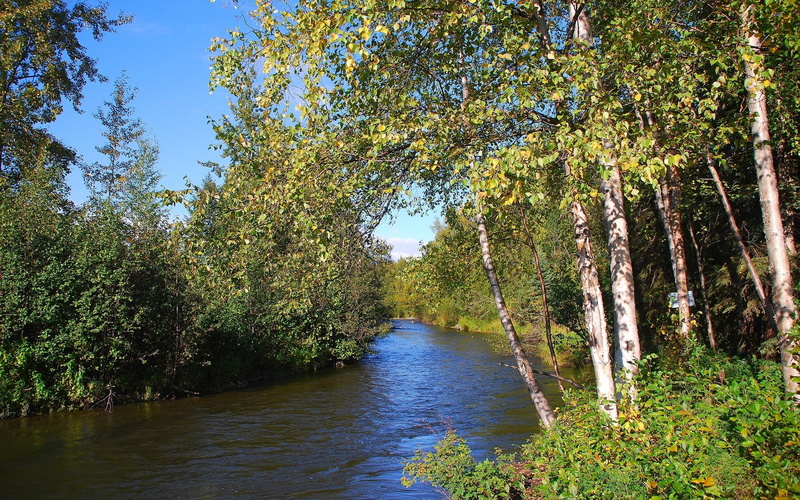 flowing water, river, tranquility, 1080P, growth, beauty in nature, non-urban scene, sky, nature, forest, plant, land, idyllic, computer  desktop background hd nature images 1920x1200