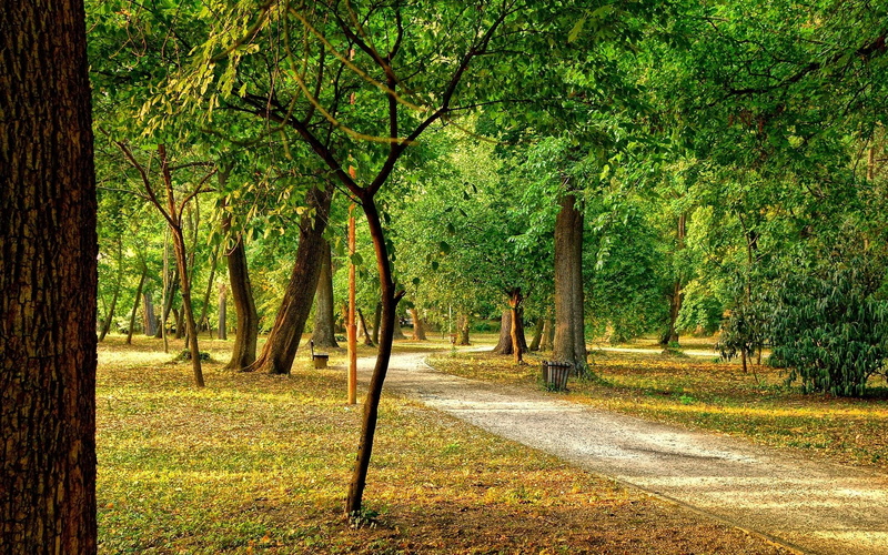nature, land, computer  desktop background hd nature images 1920x1200, tree, day, landscape, plant, non-urban scene, no people, woodland, outdoors, field