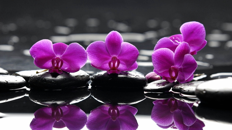 fragility, body Care, orchids, relaxation, flower Head, beauty In Nature, health Spa, focus on foreground, flower, moth Orchid, 1080P, black Color, flowering plant
