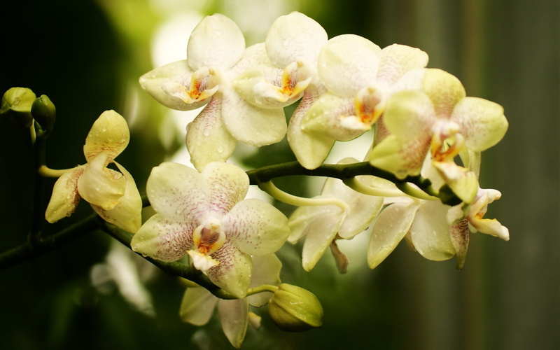 Flowers, white, Phalaenopsis, 1080P, Orchid, close