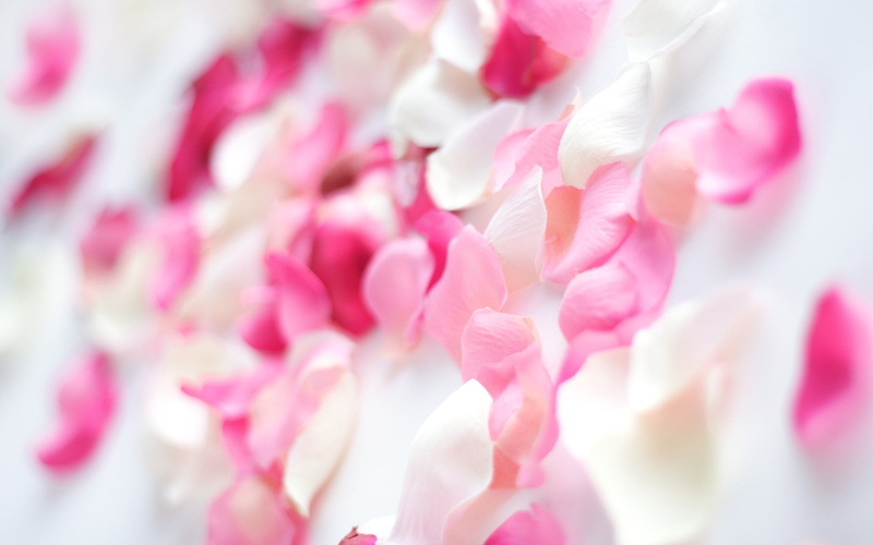 pink, orchid, white, 2K, petals, flowers