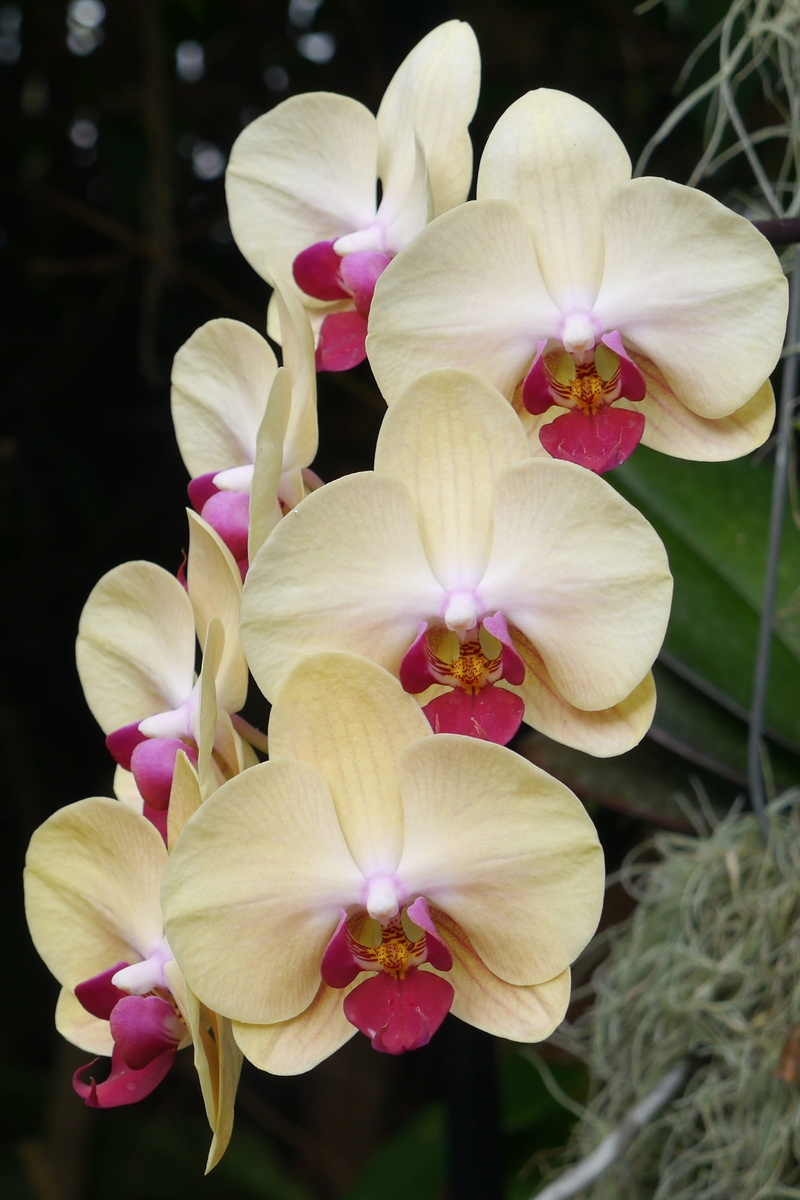 park - man made space, no people, freshness, orchid, inflorescence, pink color, macro, yellow phalaenopsis orchid, beautiful orchids, petal, yellow orchid plant