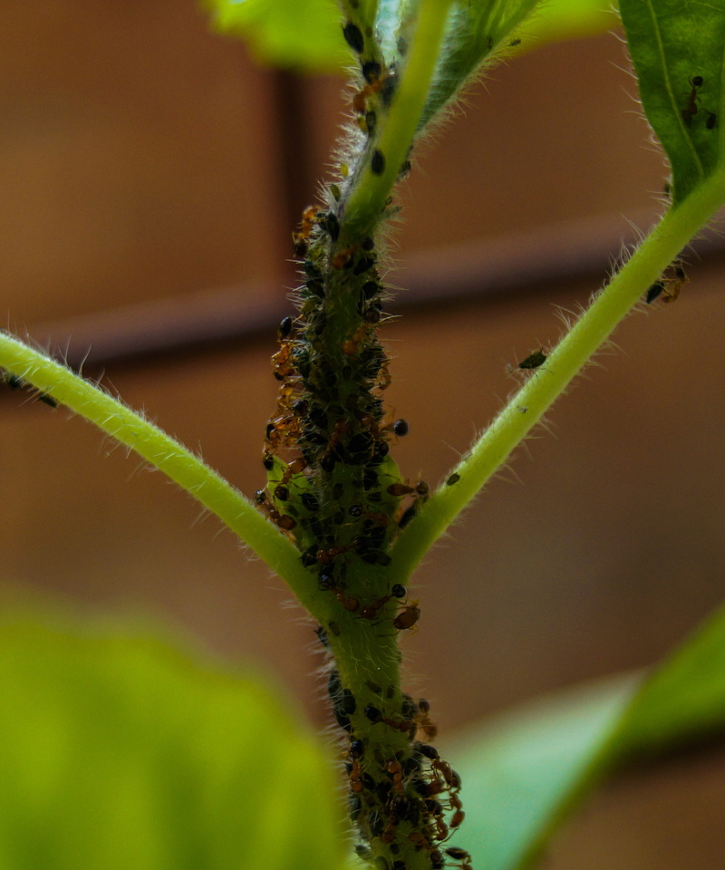 growth, close-up, selective focus, succulent plant, avadh, red ants, uttar pradesh, ants, usli, day, plant part, spiky, cactus, insects, leaf, 2K, sharp