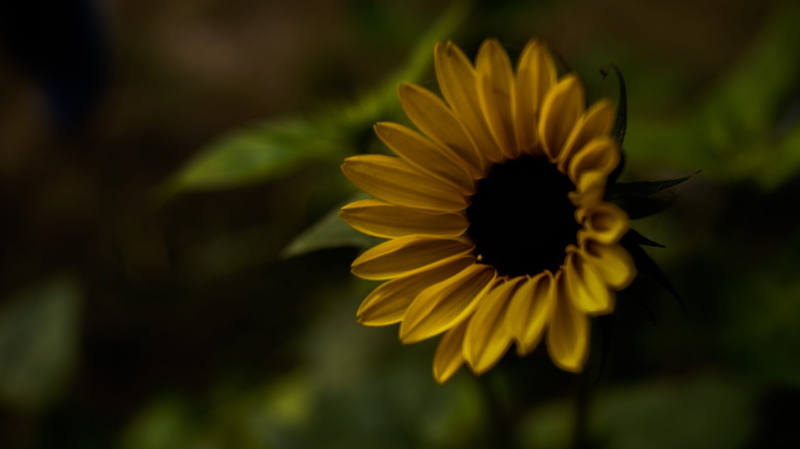 5K, ishant, growth, nature, no people, @ishant_mishra, ishant_mishra, beauty in nature, sunflower, flowering plant, greenry, vulnerability, selective focus