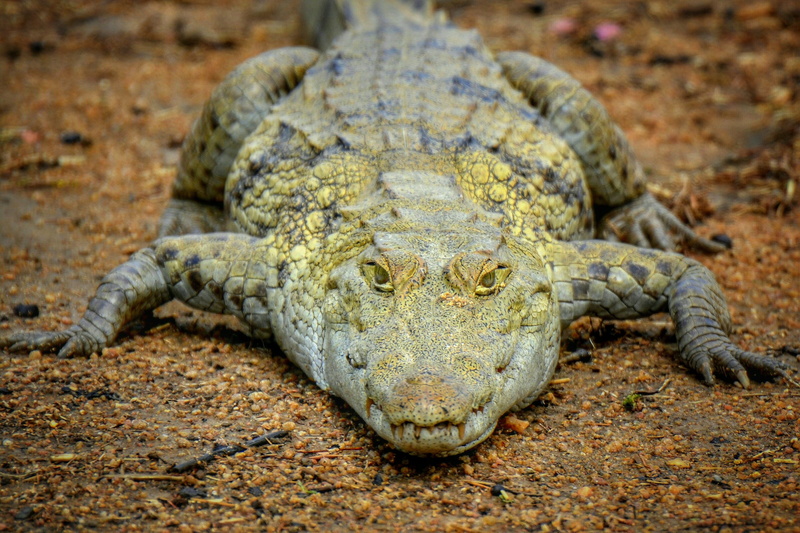 outdoors, ghana, paga, relaxation, front view, stealth, one animal, closeup, photography, no people, africa, vertebrate, animals in the wild, places of interest