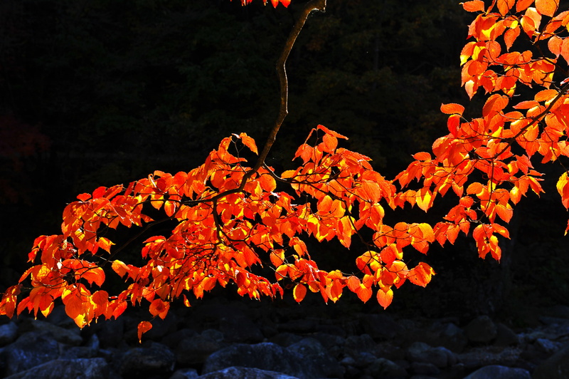 water, outdoors, branch, focus on foreground, plant, nature, fragility, autumn leaves, beauty in nature, no people, orange color, tree, jiri pia country