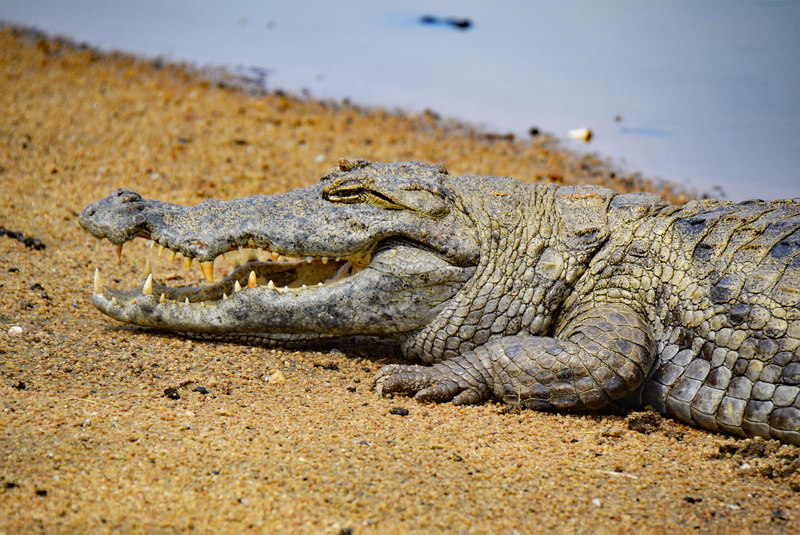 animal themes, close-up, Crocodile, animal Mouth, animal body part, beach, alligator, danger, land, mouth open, paga pia, West Africa, swamp, day, animal head