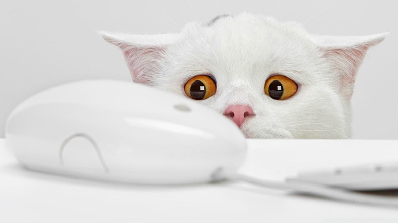 mouse, 1080P, cat, funny, white cat