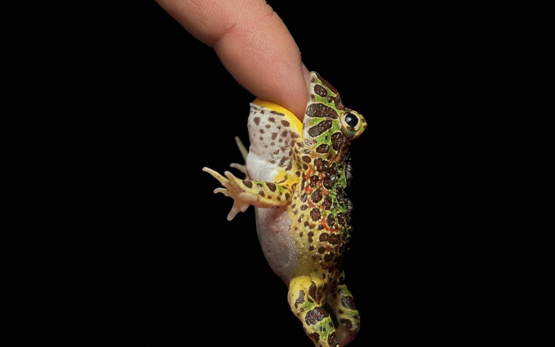 one animal, hand, indoors, reptile, body part, close-up, holding, studio shot, amphibian, finger, one person, frog, humor, animal themes, vertebrate, animal
