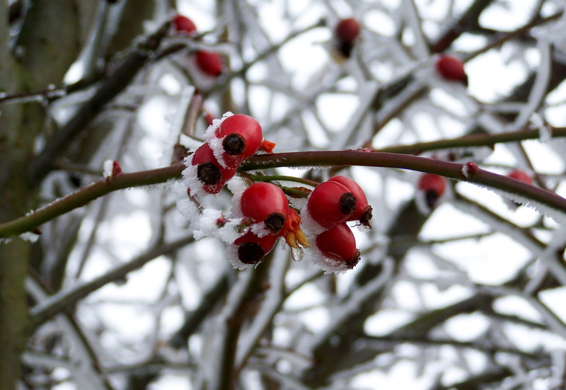 red currant, freshness, 2K, tree, outdoors, nature, no people, berry fruit, healthy eating, rose hip, food, red, frosted rose hips, focus on foreground
