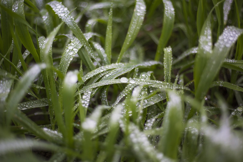frosty, grass, rimy, purity, outdoors, raindrop, dew, nature, plant part, wintry, green, no people, green color, drop, grassland, plant, 5K, close-up