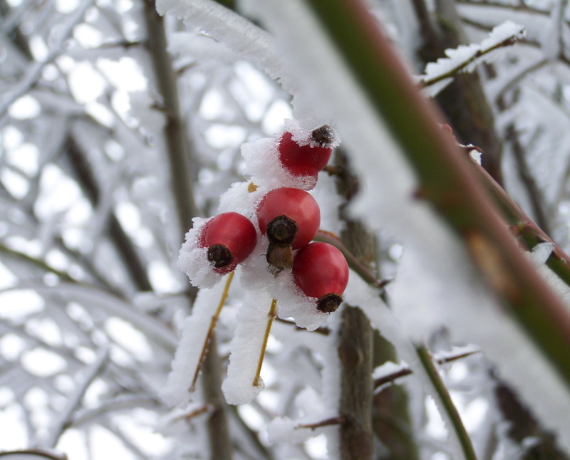 fruit, plant, freshness, ripe, food and drink, nature, outdoors, snow, no people, cold temperature, ice, tree, rose hip, food, growth, day, close-up, beauty in nature