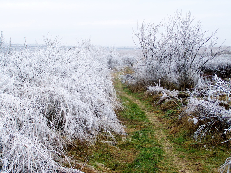 outdoors, tree, day, trail, cold temperature, winter, no people, growth, sky, beauty in nature, field, land, scenics - nature, hoary, snow, environment