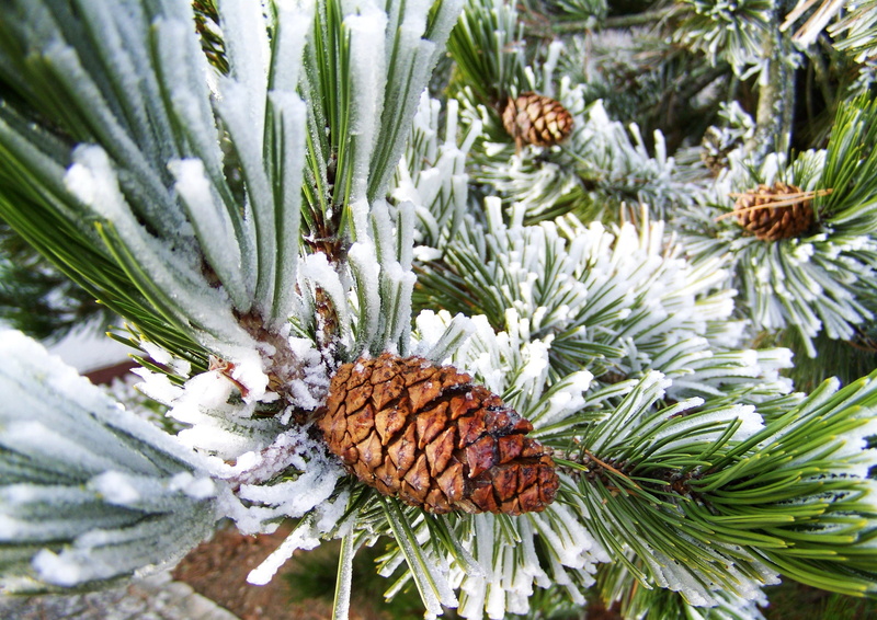 close-up, hoary, pinaceae, cold temperature, rimy, green color, plant, coniferous tree, needle - plant part, beauty in nature, pine tree, no people, focus on foreground