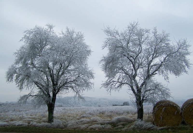Winter, branch, wood, outdoors, snow, nature, day, non-urban scene, no people, bare Tree, Landscape, Frost, cold temperature, plant, rimy, 2K, sky, cold