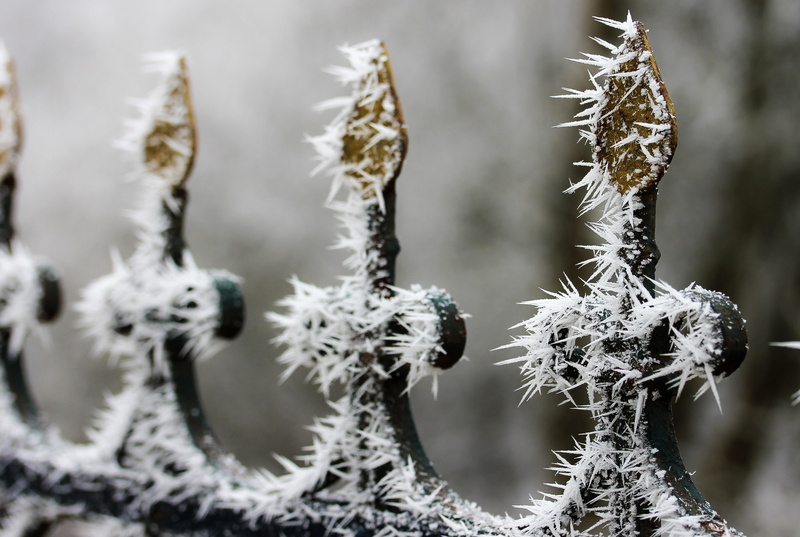 snow, cold immobility, ice, botany, freshness, frost, steel, cold, frozen, no people, day, coniferous tree, spiked, food and drink, rimy, growth, cold temperature