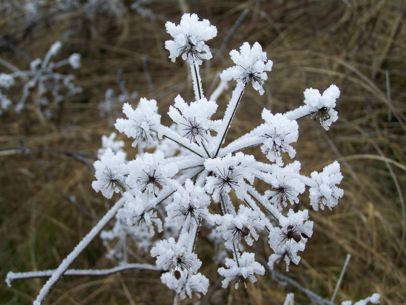 focus on foreground, Nature, snow, beauty in nature, cold temperature, plant, fragility, outdoors, Winter, flowering plant, rimy, close-up, ice, frozen