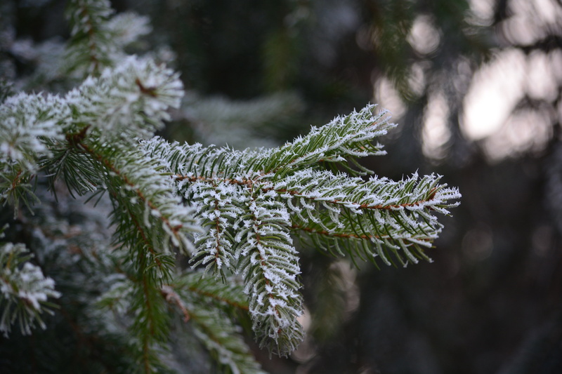 5K, growth, pinaceae, landscape, focus on foreground, day, pine tree, evergreen tree, rime, cold temperature, nature, frost, frozen, branch, tree, winter