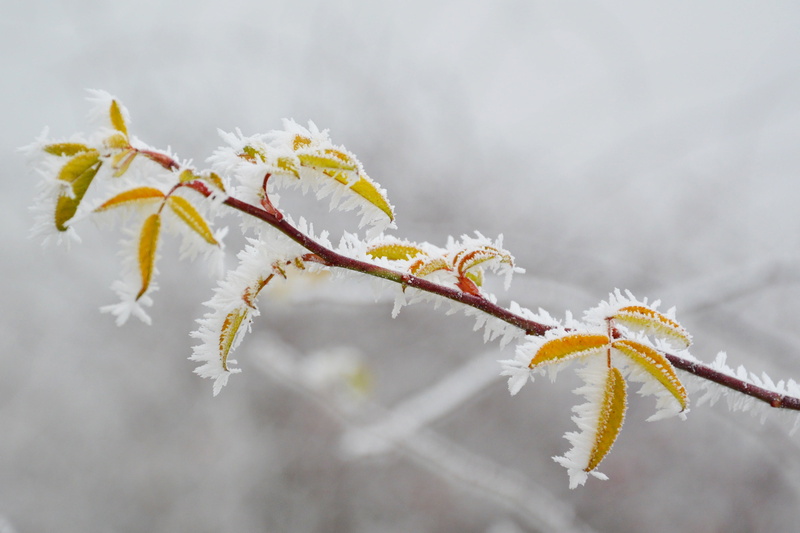 wintery, tree, holidays, frozen, no people, growth, beauty in nature, rime, cold, close-up, cold temperature, winter, rimy, focus on foreground, ice, snowy