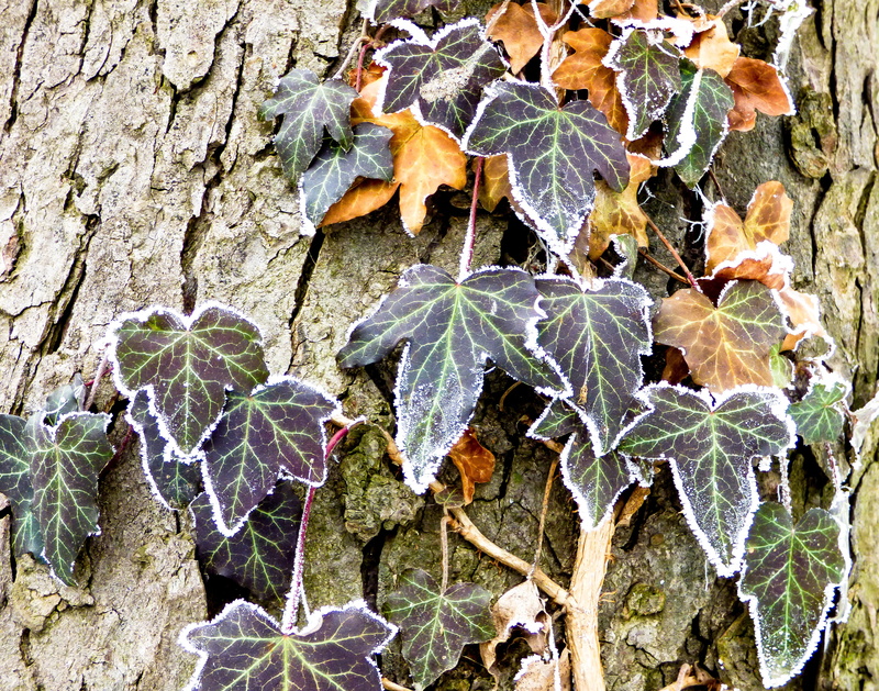 grain, nature, bark, leaf, rime, foliage, cold, dew, autumn, change, holidays, leaves, natural pattern, fragility, 4K, rimy, close-up, dry, land, tree trunk
