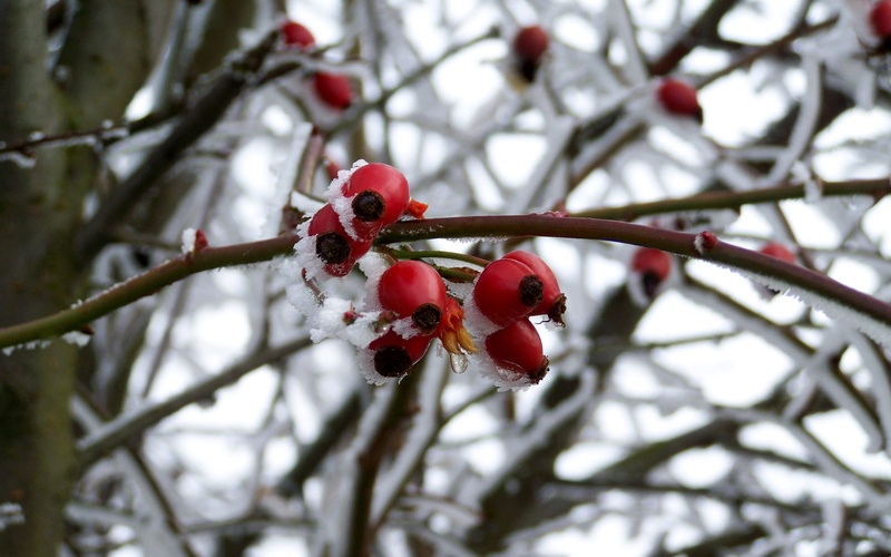 winter, hoary, nature, frost, plant, close-up, focus on foreground, red, food and drink, growth, food, fruit, beauty in nature, no people, rose hip, freshness