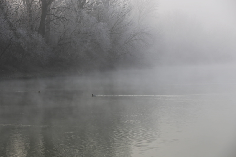 rimy, outdoors, water, no people, tranquility, day, scenics - nature, waterfront, fog, silence, hoary, animal themes, tranquil scene, hungary, vertebrate