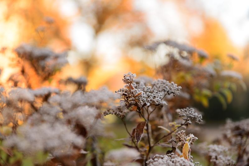 close-up, focus on foreground, snow, plants, plant, land, change, nature, tree, fragility, cold temperature, flower, selective focus, plant part, snowy