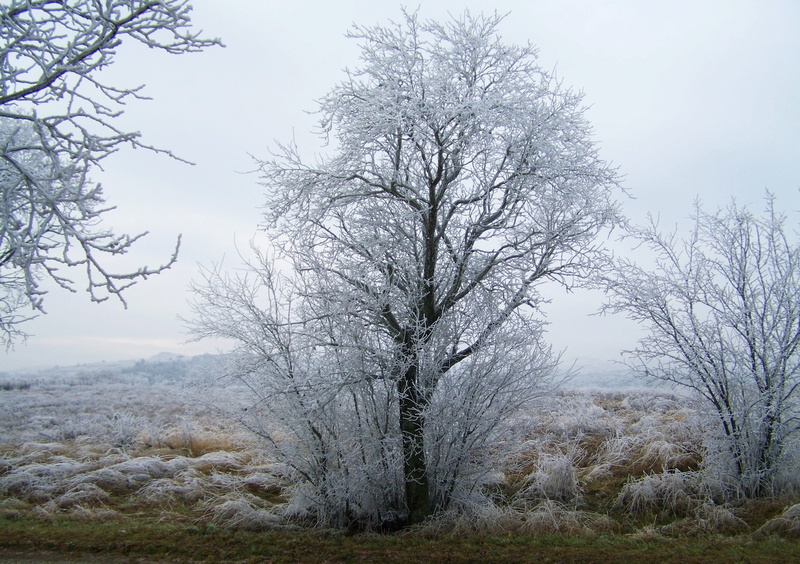 2K, environment, day, bare Tree, no people, beauty in nature, field, cold, Winter, Landscape, cold - Temperature, tranquil scene, season, scenics, isolated